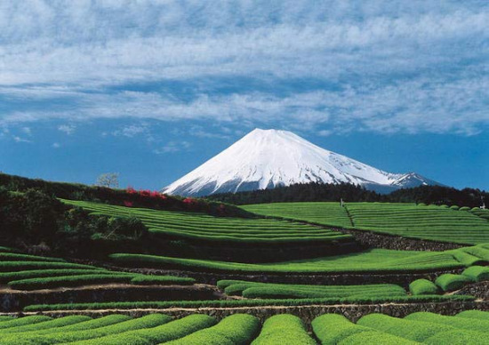 ������֯��2014��ȫ������ο������������¸�