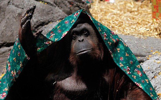 ��ë����Ҳ�ǡ��ˡ�������͢��Ժ��׼������Ȩ