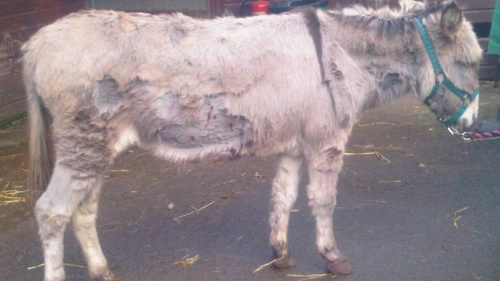 Ӣ�����������ͱ����¿����ȫ��16��Ѫ�ۣ�ͼ��