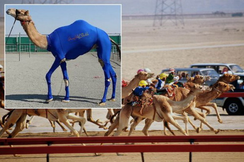 �ж��̼�Ϊ���մ��������׳ƿ������ܸ��죨ͼ��