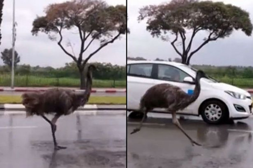 ��ɫ�����н�ͷ�ִ����δ��ɽ�ͨ�¹ʣ�ͼ��