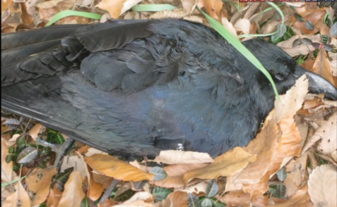 行人在林间道路发现的死乌鸦.