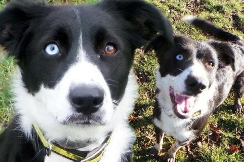 英一牧羊犬两眼一棕一蓝因不同色无人认领(图)