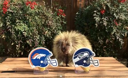 萌宠小豪猪靠选玉米预测比赛:啃你就是看好你(图)