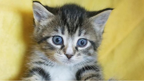 �򳵷���˾�ơ���è���š��Ϊ��è���츣