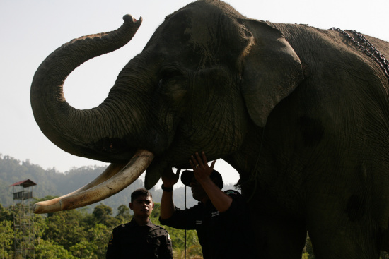 ӡ�Ὠ������Ѳ�߶ӡ���Ա���󼩲�Ƿ�������ͼ��