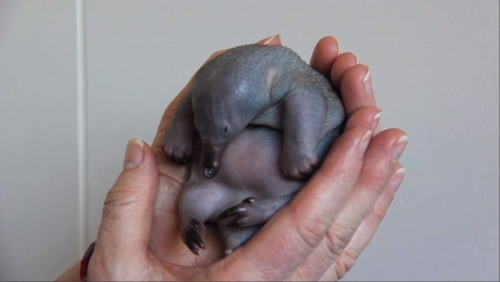 小针鼹鼠出生仅30天受救助 幼崽躺兽医手中(图)