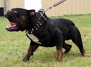 ��ҧ�����������Ӿ���һ���˲��ұ����˼ҹ�ҧ��