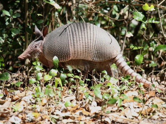 男子开枪猎杀硬壳犰狳子弹反弹射伤90米开外岳母