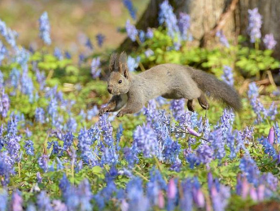 日本北海道迎春天 松鼠花中忙觅食姿态萌(图)