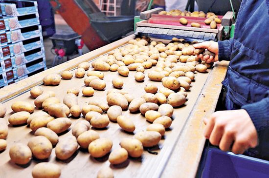 荷兰研究盐水种农作物欲借此解决粮食问题(图)