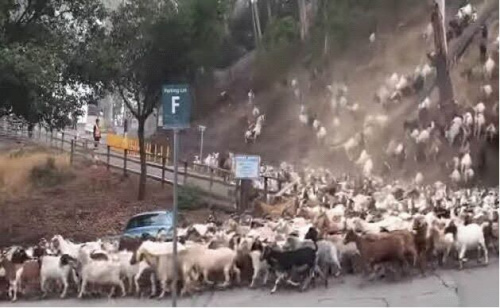 美加州大学实验室“雇佣”羊群帮忙清除杂草