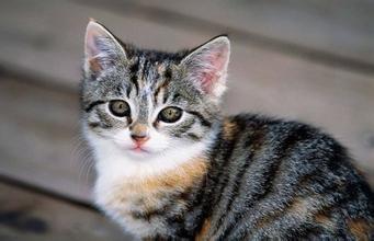 è���������͵�ɡ���ǧ������ˮ�鰾��������