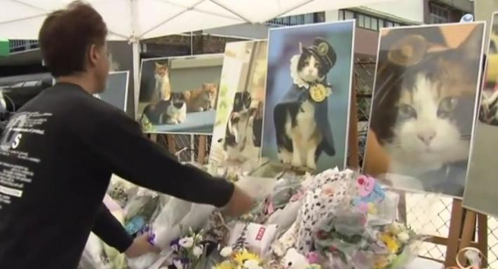 日本为超人气猫站长办葬礼粉丝不舍流眼泪(图)