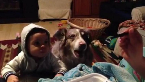 先学会叫“妈妈”有食物吃汪星人抢赢小男婴