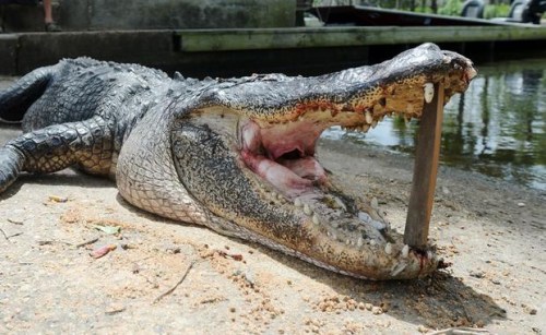 �����ݾ���ʳ�˺��⸴���߻��к����п�ʬ��