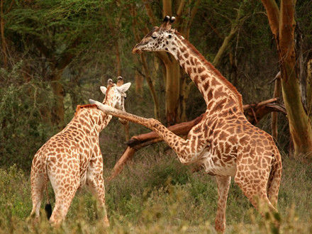 ʳ�ݶ��ﲻ���ǣ��Ϸǳ���¹�����͡���������