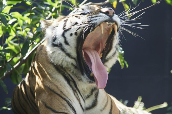 孟加拉国境内孟加拉虎数量大幅下滑只剩100多只