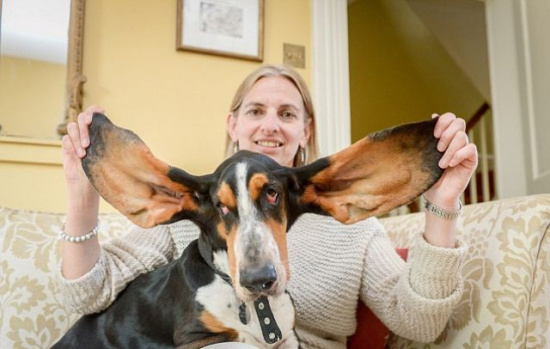 耳朵大是福:狗狗坠楼摔地上因耳朵大捡回一命(图)