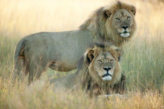 ��Ͳ�Τʨ���ֵ�Ҳ����������Ҫ���Ʋ���͵����