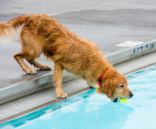 游泳池让汪星人承包了!来看真正的狗刨式泳姿(图)