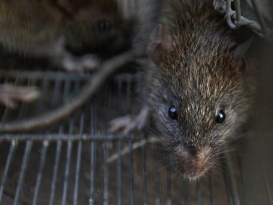 老鼠成灾:纽约老鼠当街捕杀鸽子成新"网红"