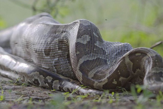 ��ʵ�桰ũ�����ߡ�������������Ϊ���ﷴ��ҧ��