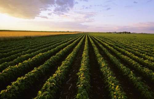 蔬果“老祖宗”面貌揭秘茄子带刺萝卜似树根(图)