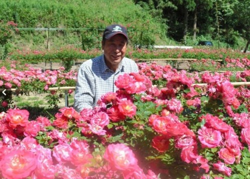 愿你在天堂也能看到:男子为亡妻种万朵玫瑰花海