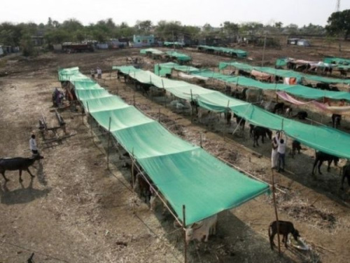 人不如牛?印度缺水难民上牛棚讨生活