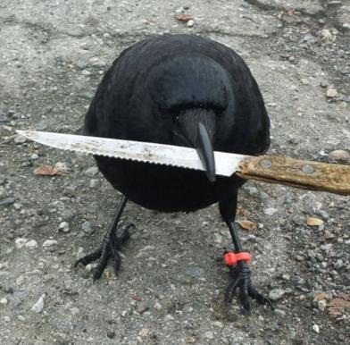 ���ô󾯲�̽����ѻ���Ҵӷ����ֳ���͵��֤��