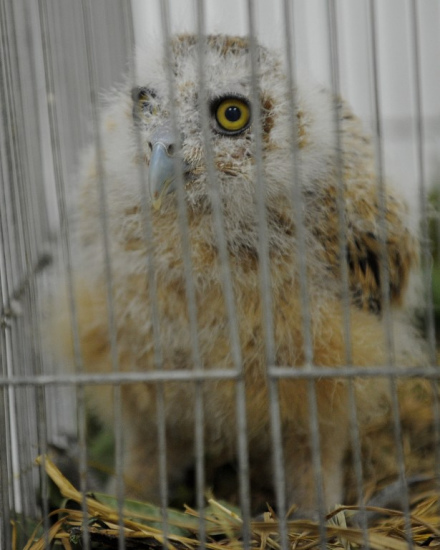 �������èͷӥ�ſ����ӵ�����������ˣ�ͼ��