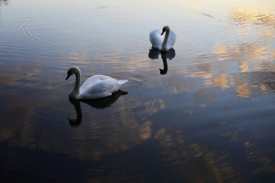 Ϧ���µ���죺��ϼ�й�Ӱ���������ƶ����裨ͼ��