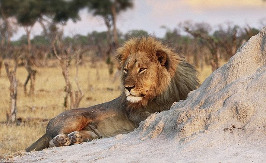 津巴布韦狮王塞西尔兄弟死亡 或死于自然原因