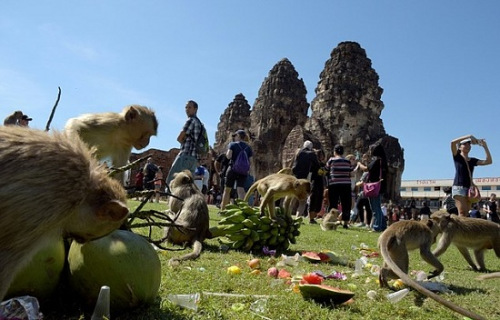 泰国民众给猴子摆宴席 水果大餐成食物大战(图