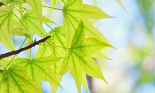 与自然融合、治愈伤痕:草木绿被选为2017年度颜色