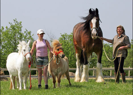 英国最高的马"杜克"