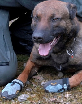 德警方为警犬配"军靴" 警犬大练穿鞋行走(图)