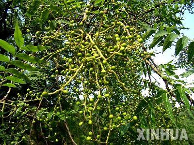 河北农民种出"柴油树" 年提炼柴油达1000万公斤