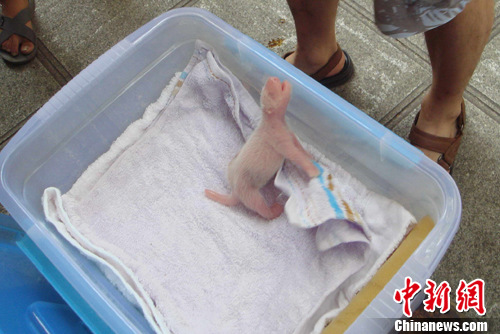 �������è������������櫲���˫��̥