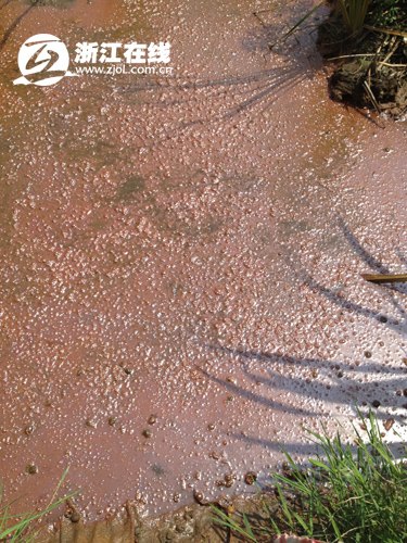 �㽭����ӵ���ɫ��ȾԴ��Ѱǿ��ˮ���ũ�ͼ��