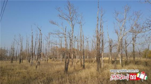 河北坝上150万亩防护林枯死生态退化威胁京津