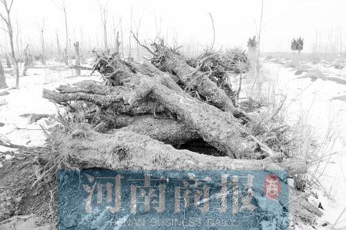 ������֣��ǧ����������������ָ�����ƻ�����ͼ��