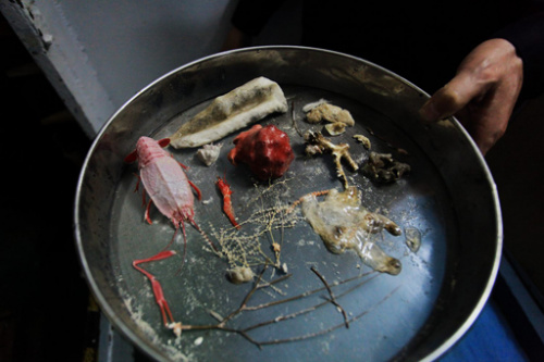 中国开展海洋地质生物调查作业捕获样品或有新物种