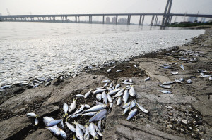 ר�Ҵ��ɡ����㡱����δ����軯���������ʳ