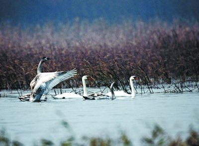 ��̬��������������30����������ҰѼ����ͼ��