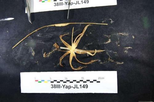 “蛟龙”号在太平洋雅浦海沟捕获深海未知新物种