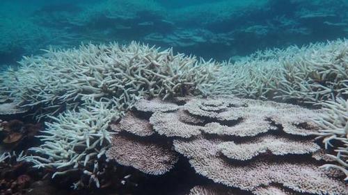 持续高温没台风 台湾珊瑚白化拉响警报