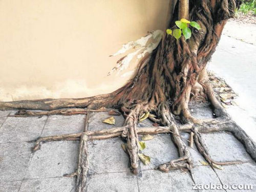 �����ļ��㣨ͼ��