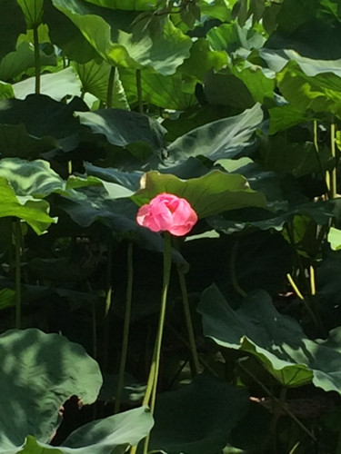 ������Ұ�ĺɻ�